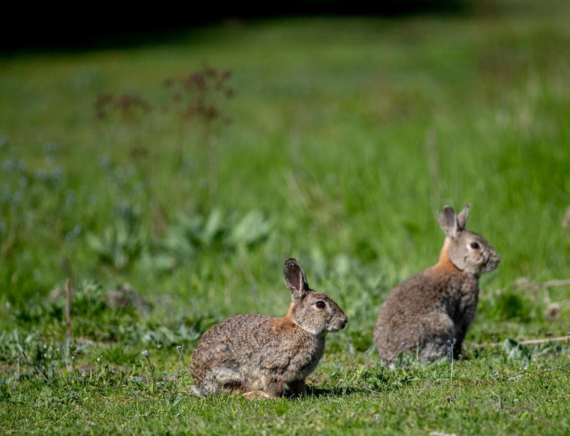 Klintehamn Mulde Gard Och Fritidヴィラ エクステリア 写真